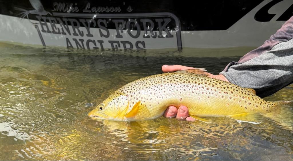 Fishing Report - July 4th, 2025 Henry's Fork Anglers Fishing Report - July 4th, 2025 Henry's Fork Anglers