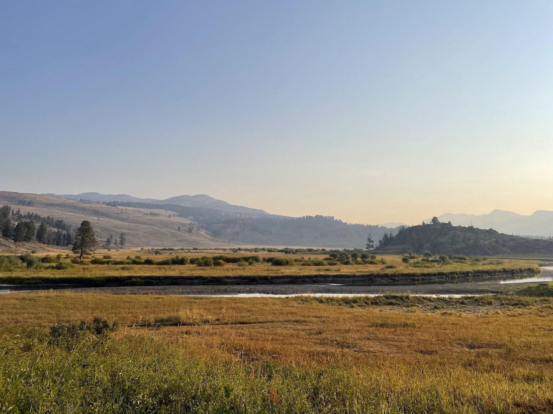 Slough Creek Meadow