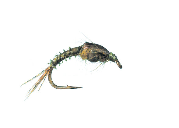 BH Thorax Emerger