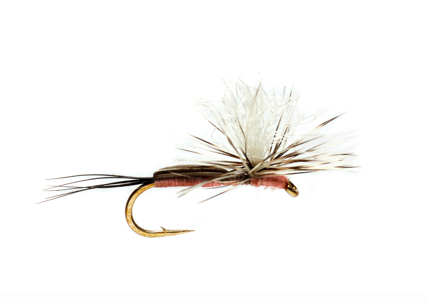 Burkus Humpy