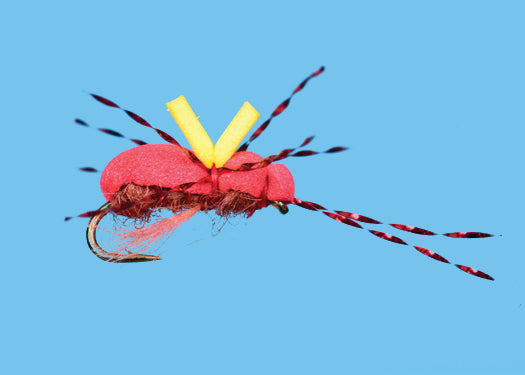 Ant, Madonna’s Panty