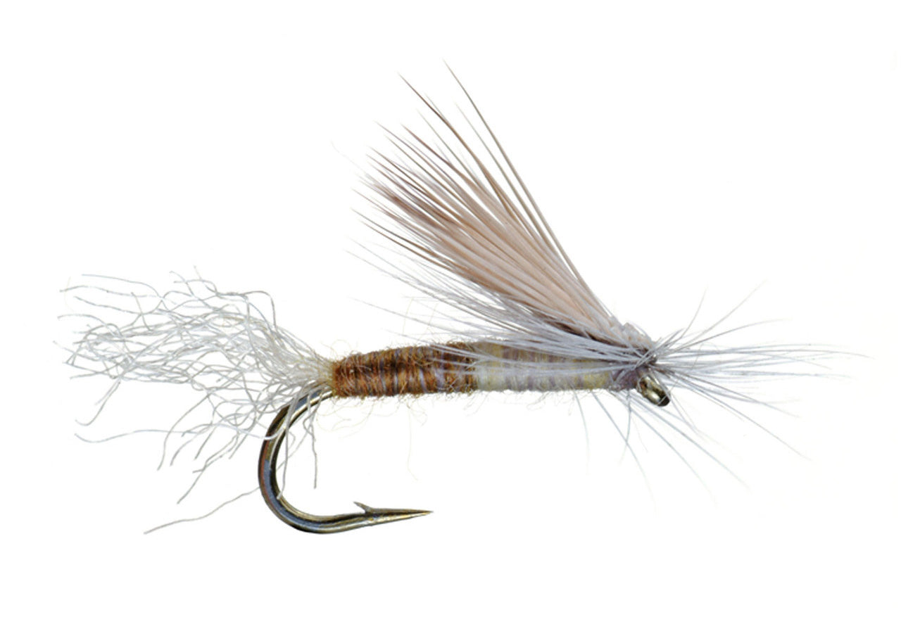 E/C Caddis