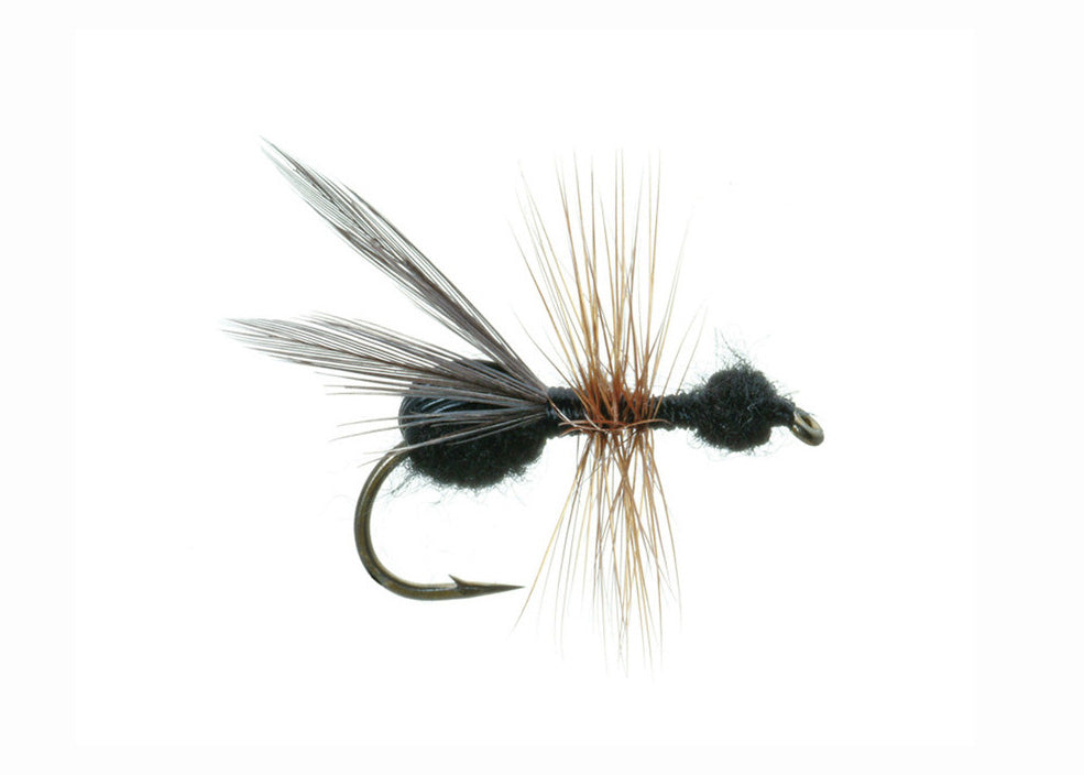 Flying Black Ant