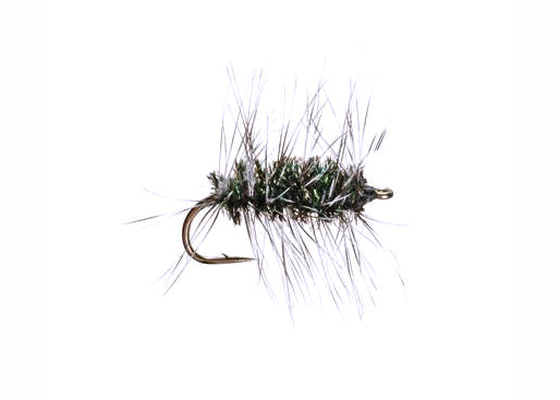 Griffith's Gnat