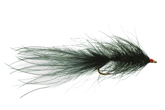 Hale Bopp Leech