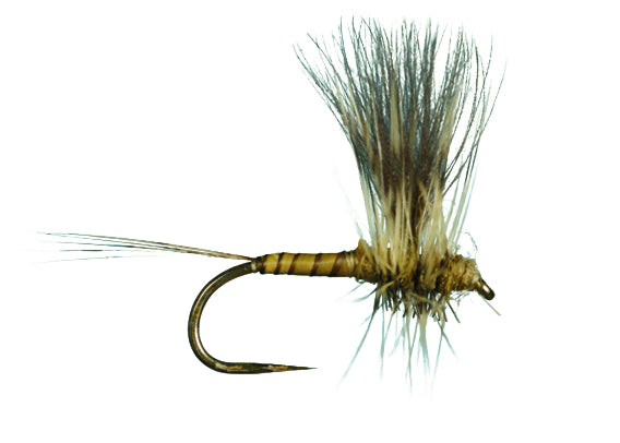 HarropCDC Thorax