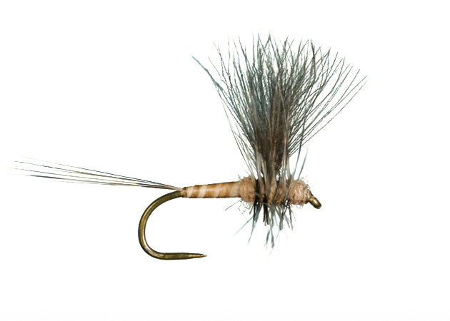 HarropCDC Thorax