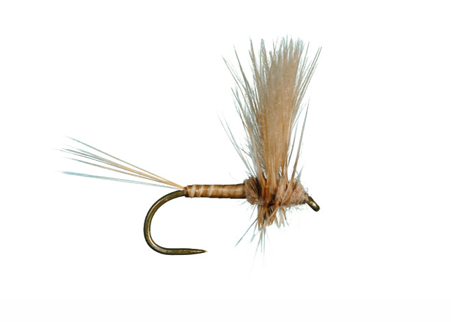 HarropCDC Thorax