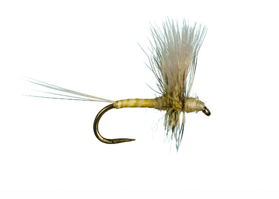 HarropCDC Thorax