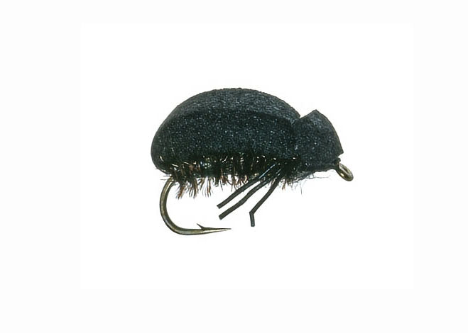 Foam Beetle