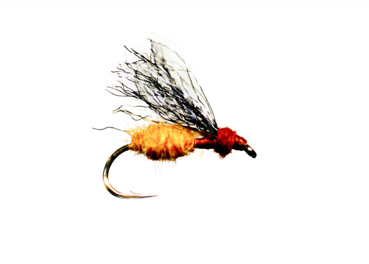 Lawson's Henry's Fork Ant
