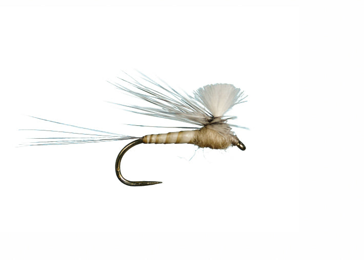 CDC Para. Spinner