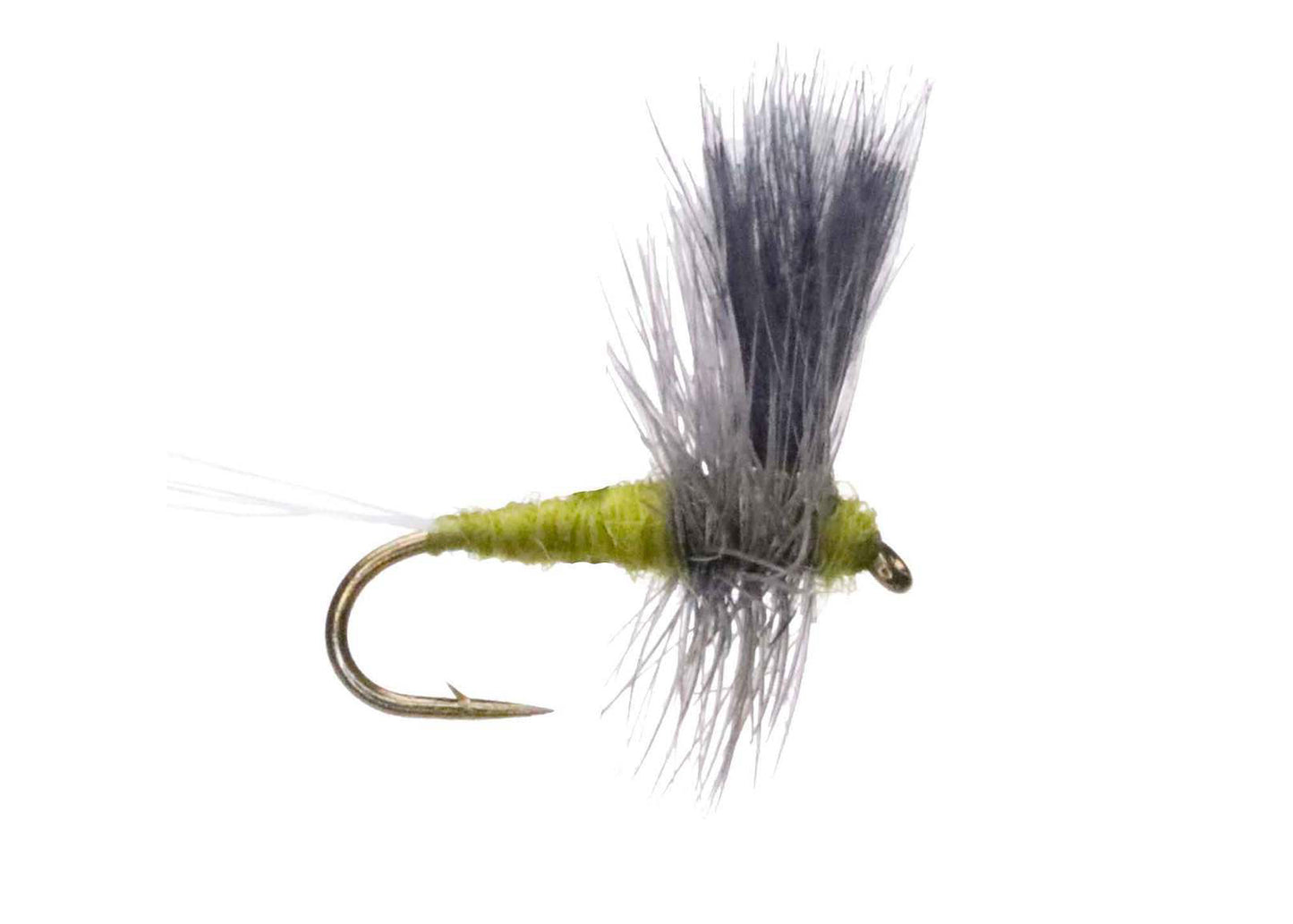Thorax Dun