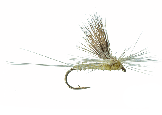 Tilt Wing Dunn