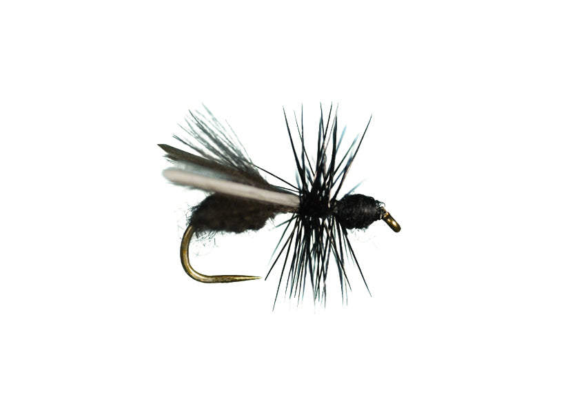 Harrop Water Wasp