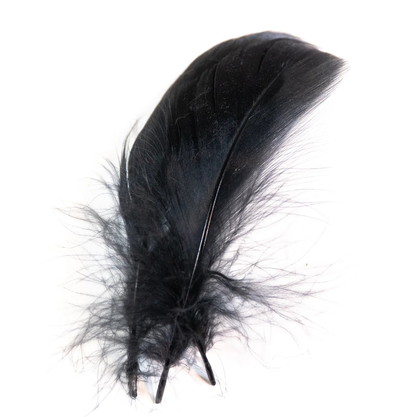 Mallard Flank Large Select