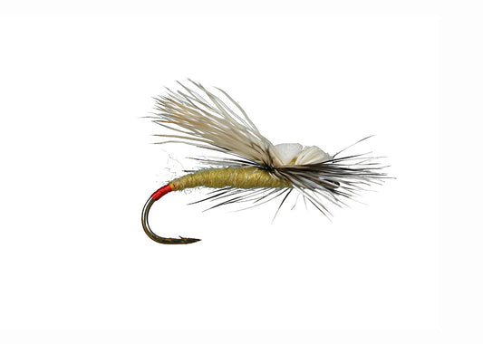 Head Light Yellow Sallie