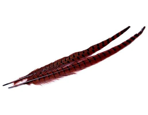 Ringneck Pheasant Tail Feathers