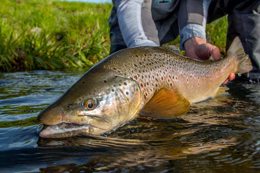 Fishing Report - June 6, 2025