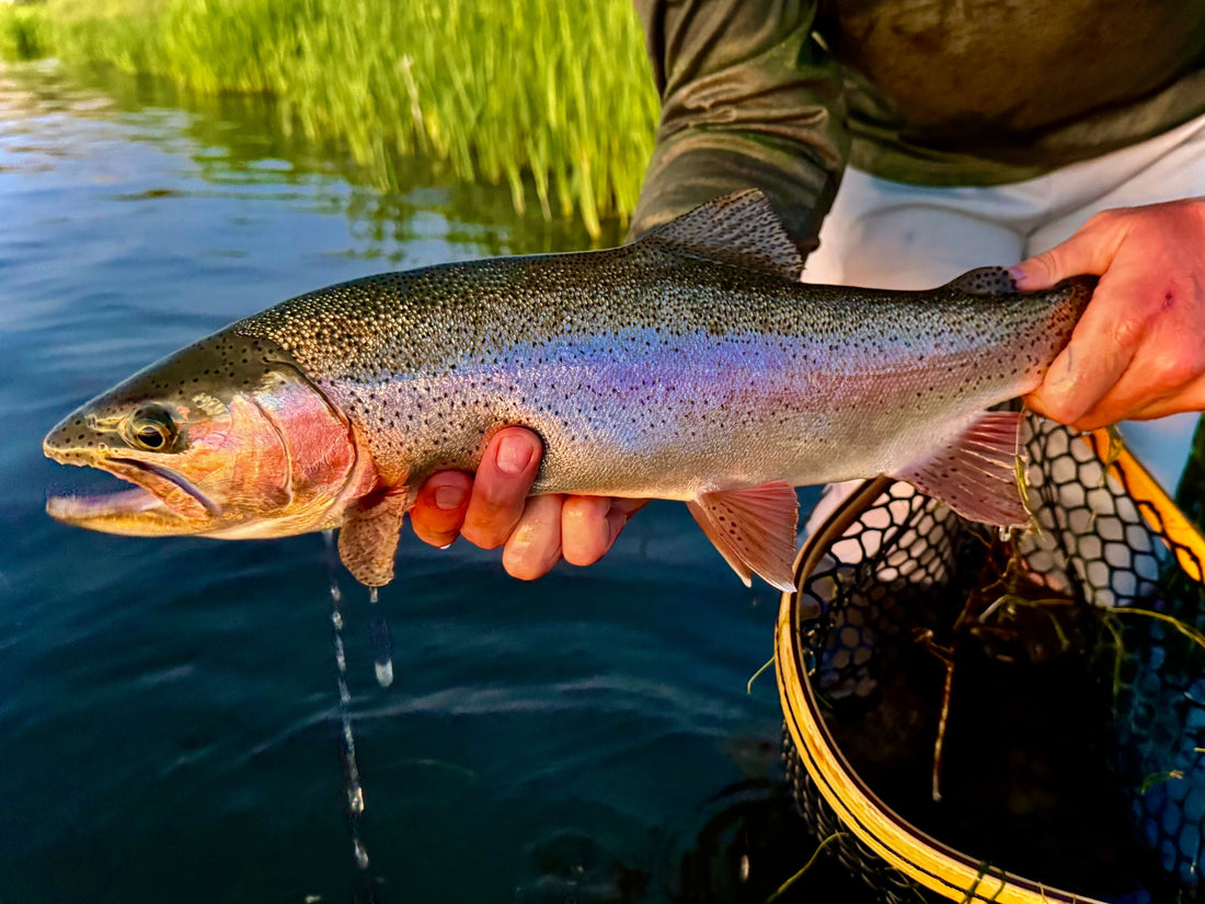 Fishing Report June 27, 2026