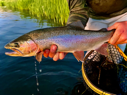 Fishing Report June 27, 2026