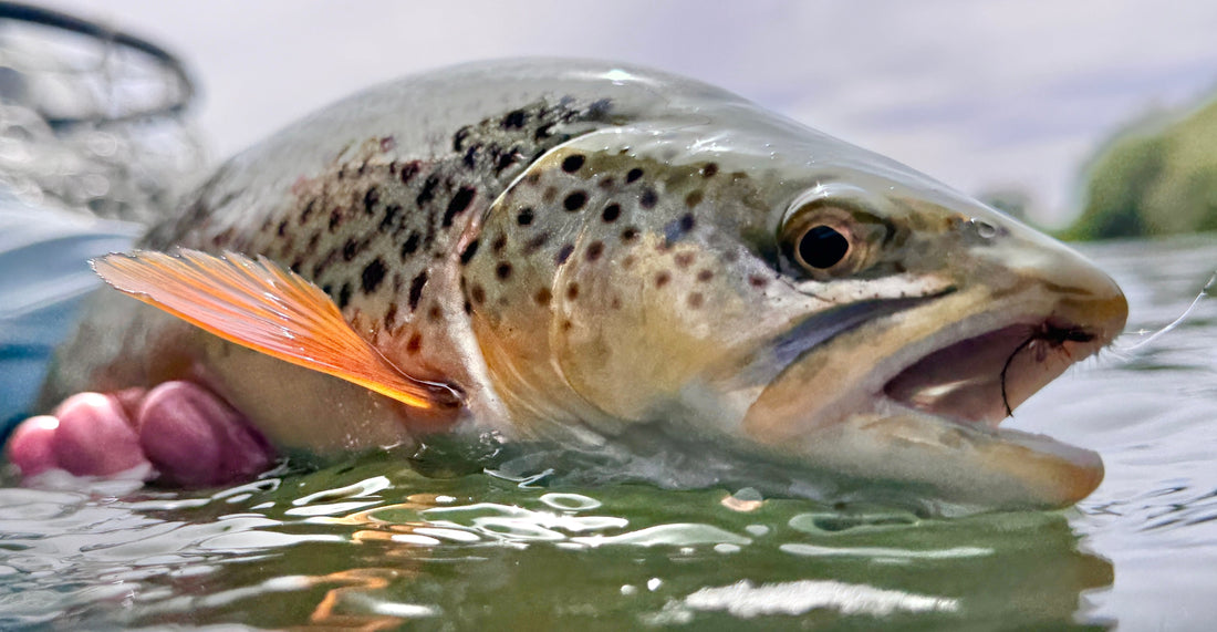 Fishing Report - July 10, 2026