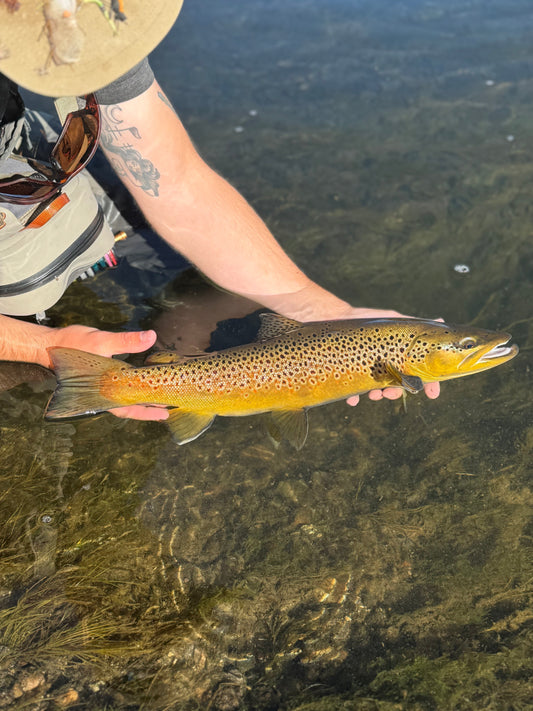 Fishing Report - September 19th, 2026