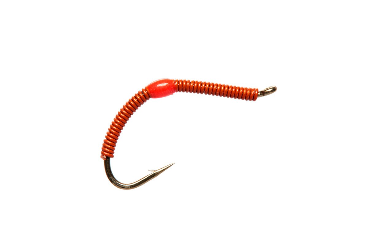 Wire Worm