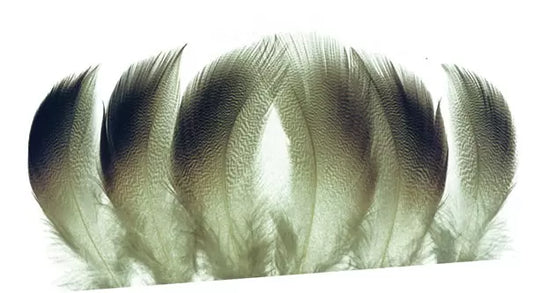 Mallard Bronze