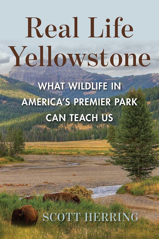 REAL LIFE YELLOWSTONE