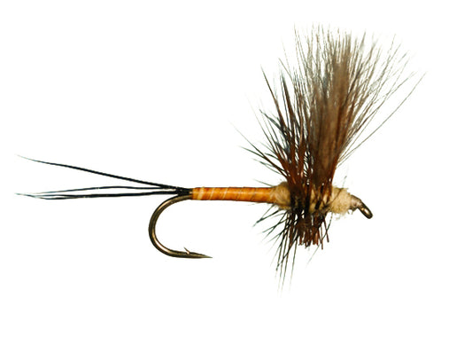 HarropCDC Thorax