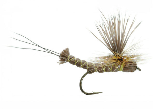 Lawson's Paradrake