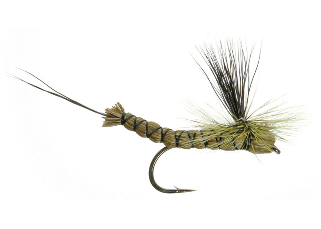 Lawson's Paradrake