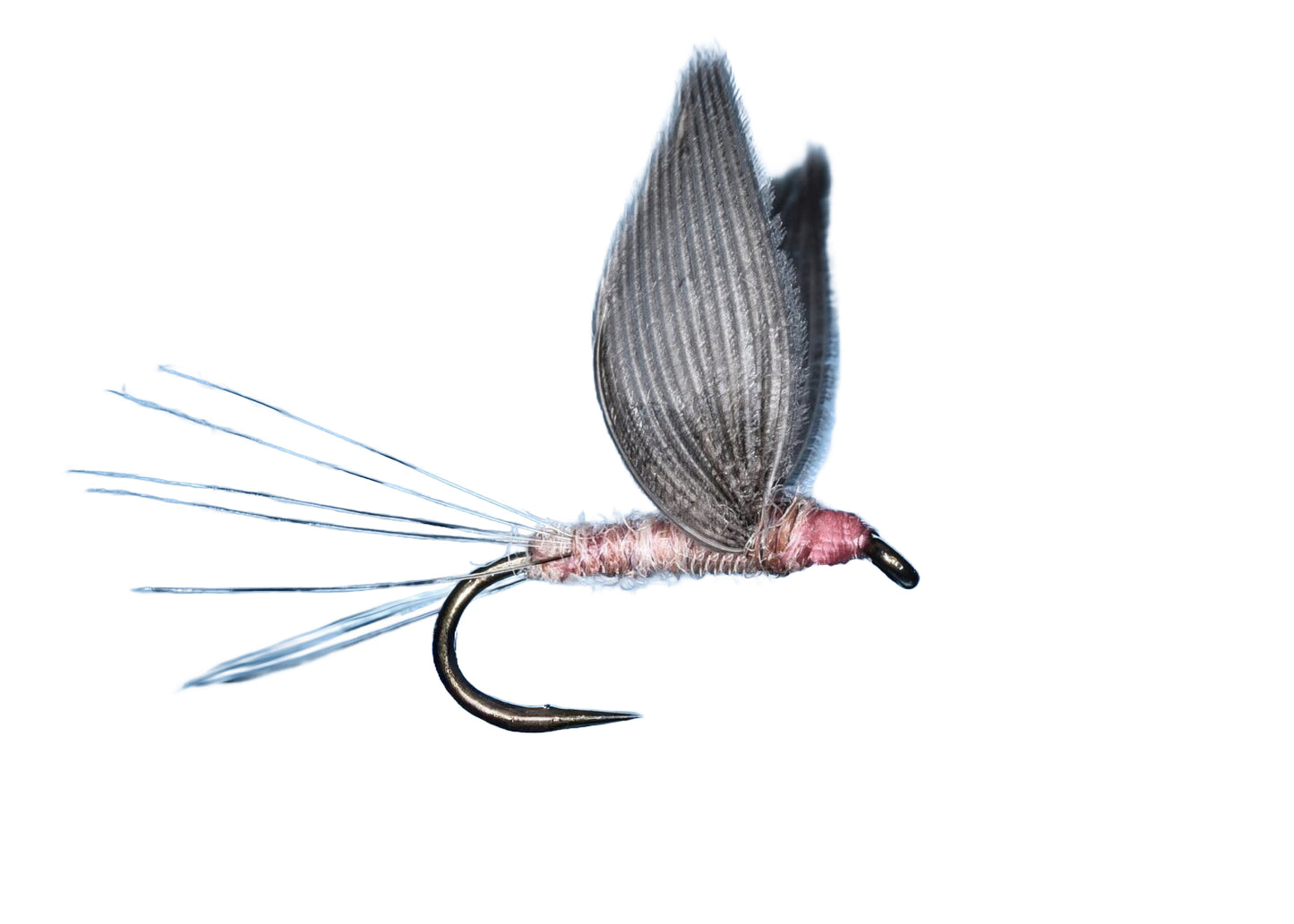 Lawson's No Hackle