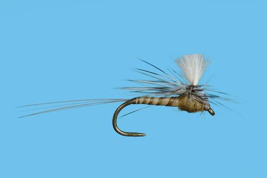 Harrop's CDC Biot Para Spinner