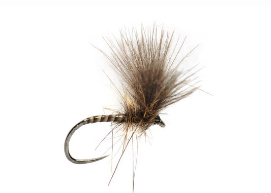 Roza Quill V Wing