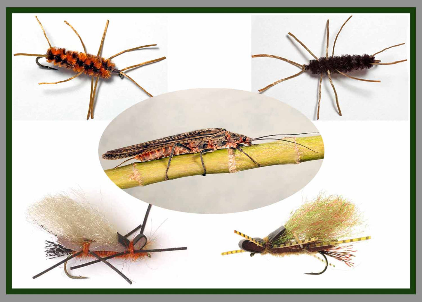 Stonefly Assortment